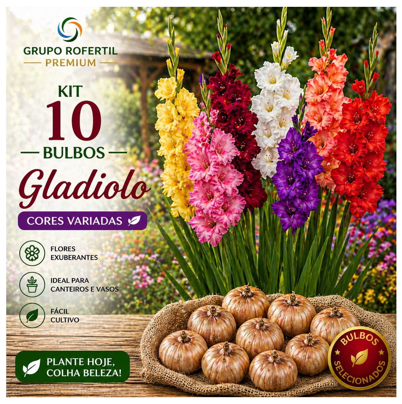 Kit 10 Bulbos de Gladiolo Cores Sortidas Flores Ornamentais Para Jardim